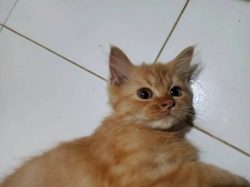 Anak kucing orange 4 usia bulan