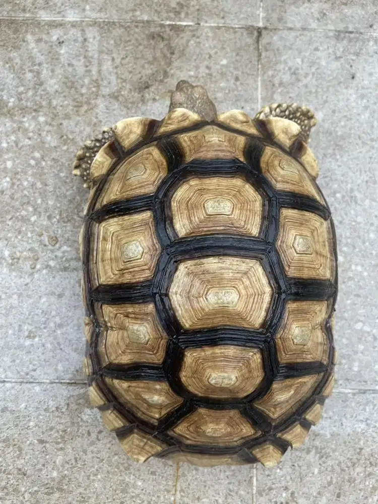 Sulcata Betina 34cm Cakep Body Lebar