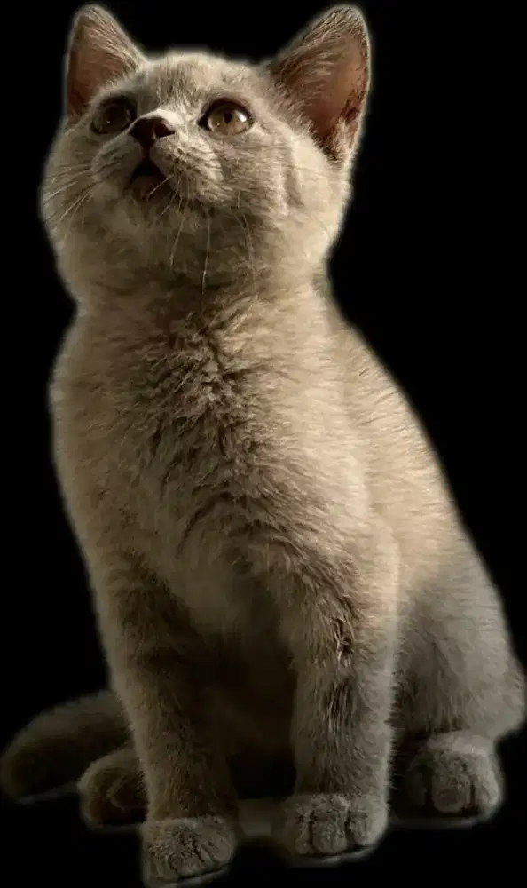 BSH KITTEN ASLI