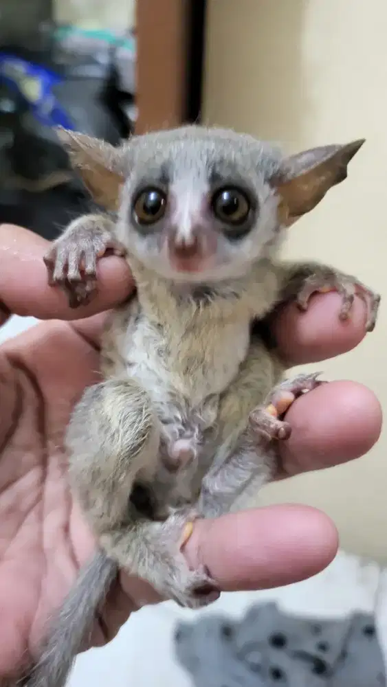 Bush baby joey male