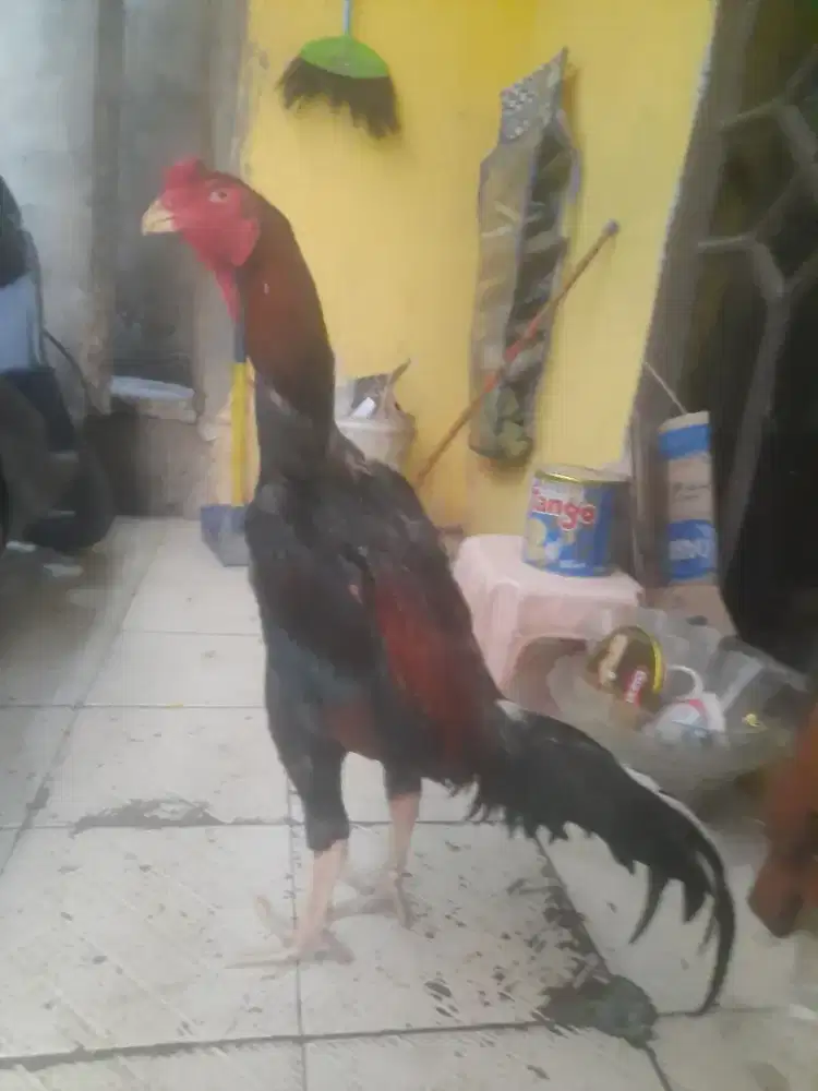 Ayam bangkok shamo eropa