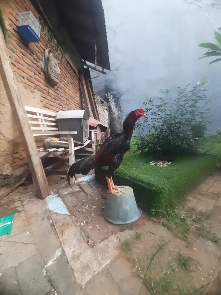Ayam bangkok shamo eropa