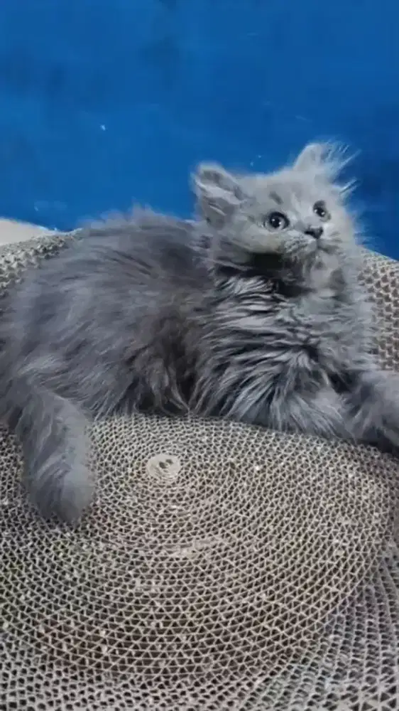 Ready kitten Persia