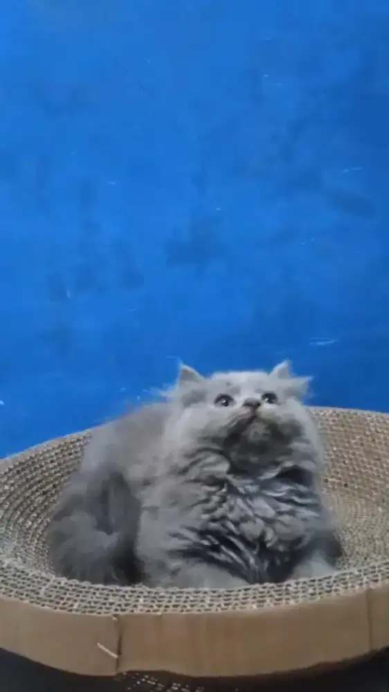 Ready kitten Persia