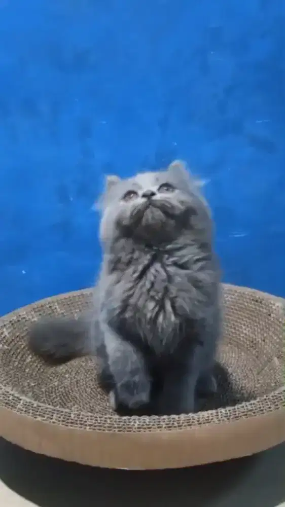 Ready kitten Persia