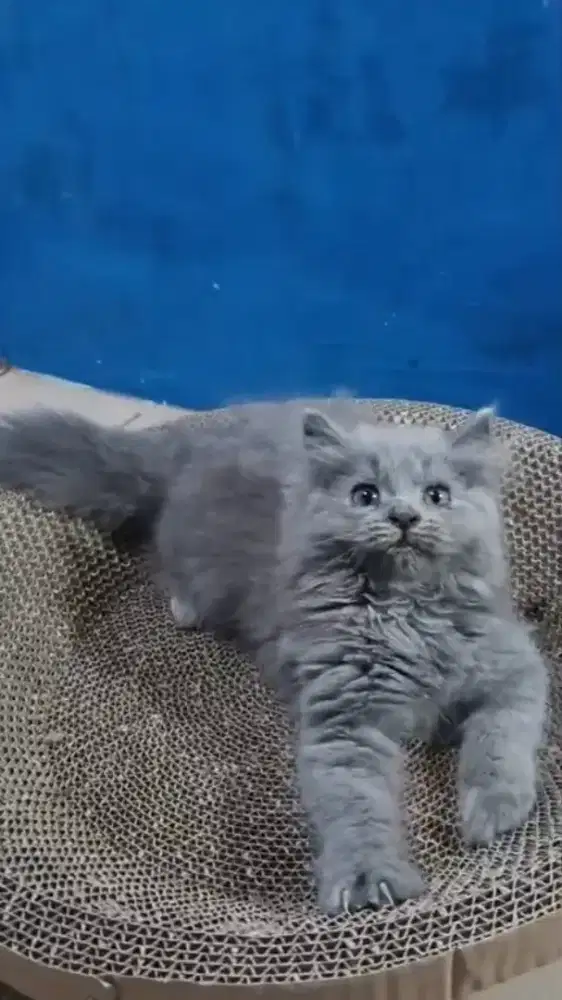 Ready kitten Persia