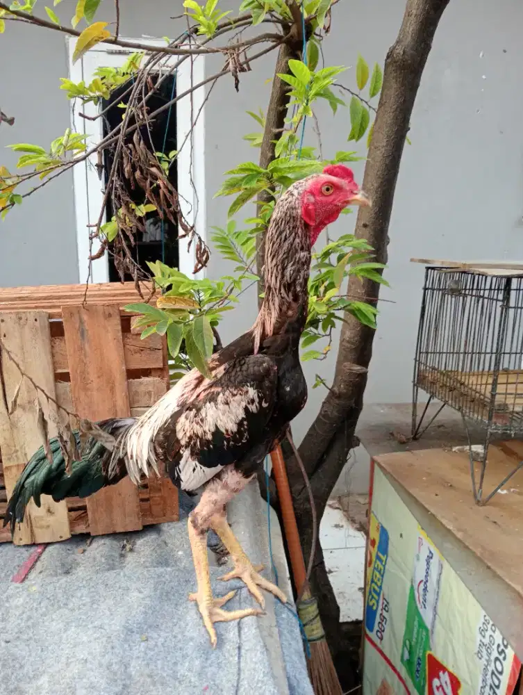 Ayam muda Bangkok um 5 bulan