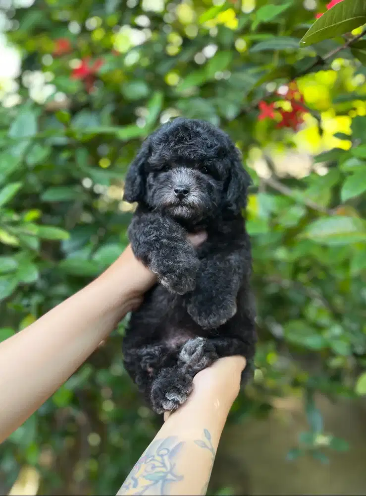 Toy Poodle Light Silver 100%
