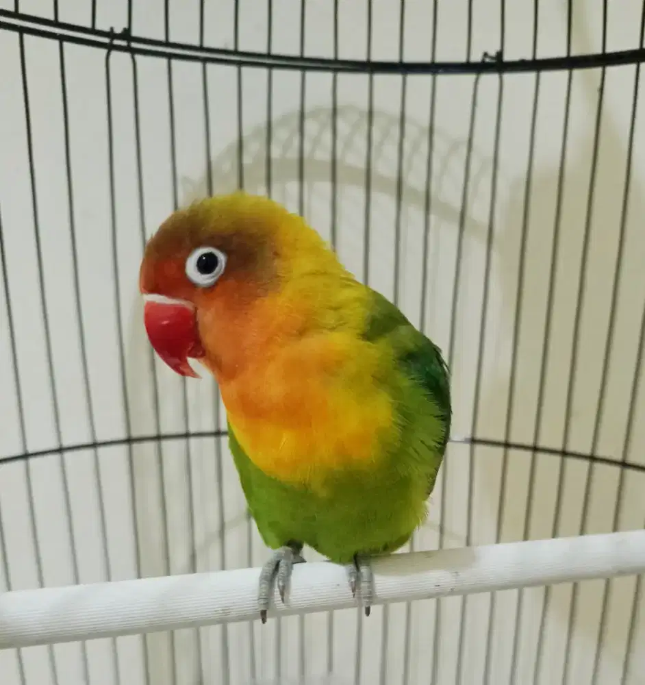 Burung Lovebird