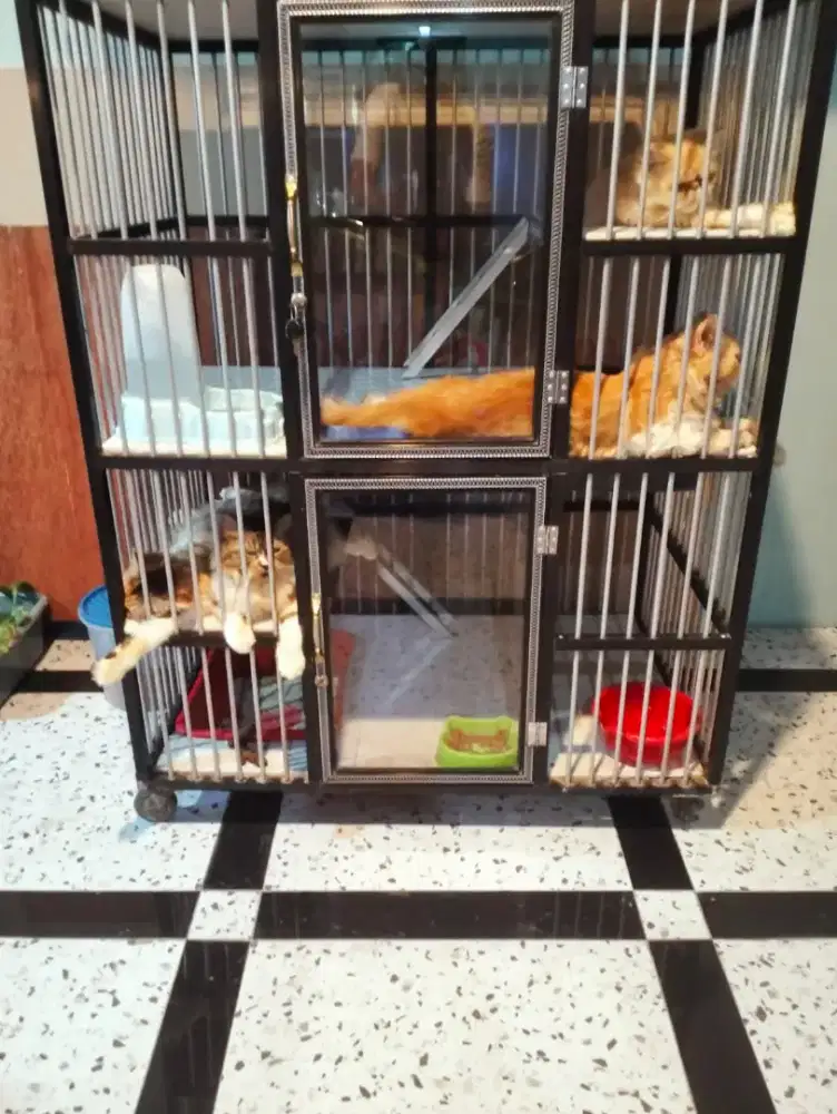 edisi pensiun jual kucing dan kandang