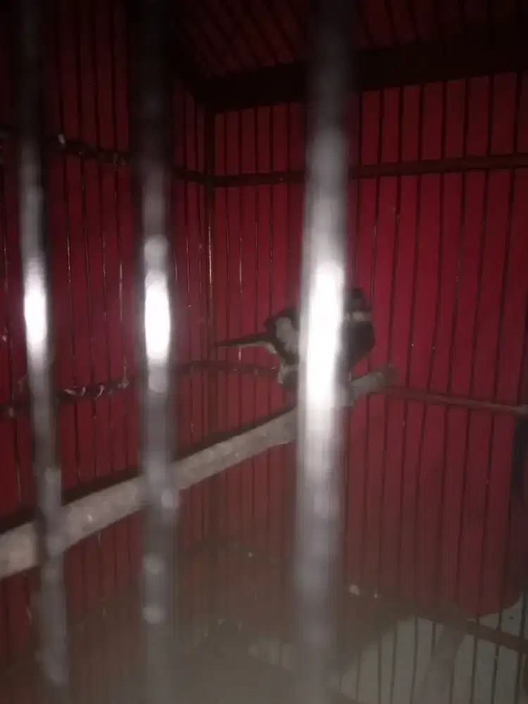 Kacer Jawa Tengah