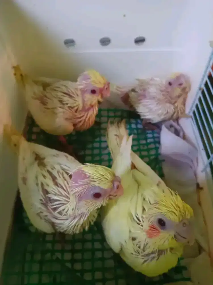 Falk lutino mata merah jinak