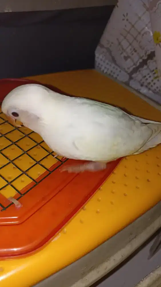 Albino RM jinak