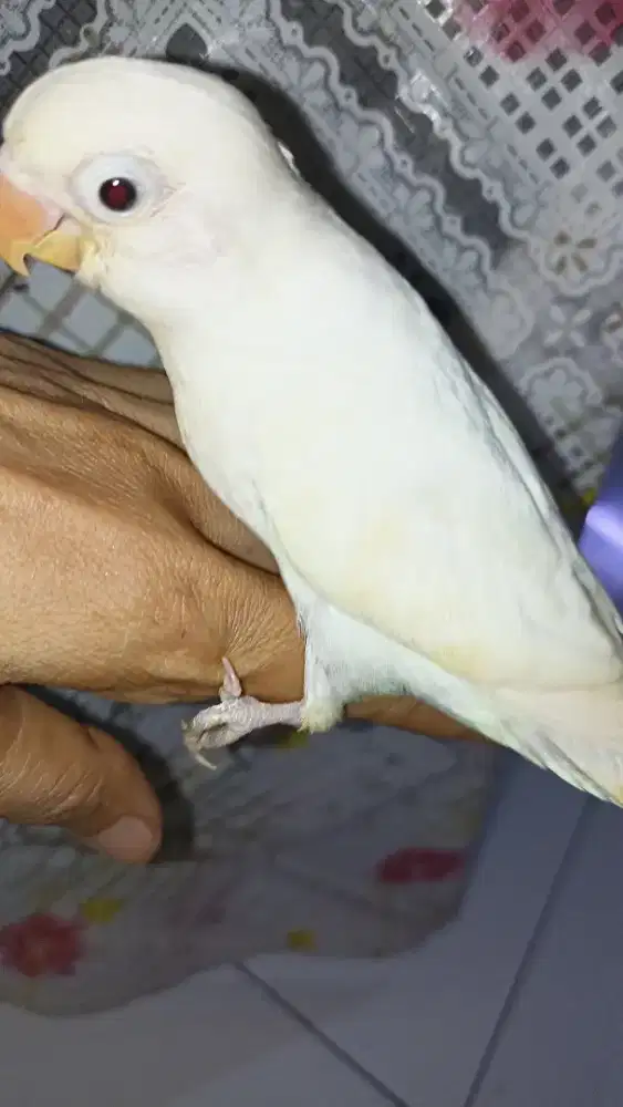 Lb albino RM jinak