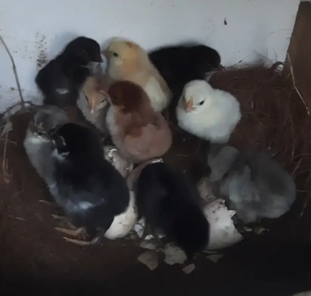 DOC ayam kampung
