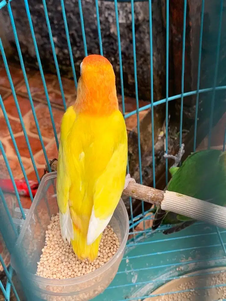 Lovebird umur 2 bulanan