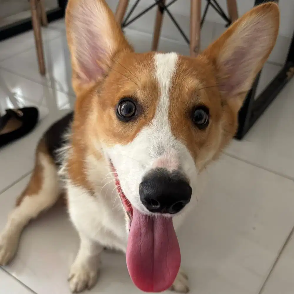 Jual Anjing Corgi (boleh nego)