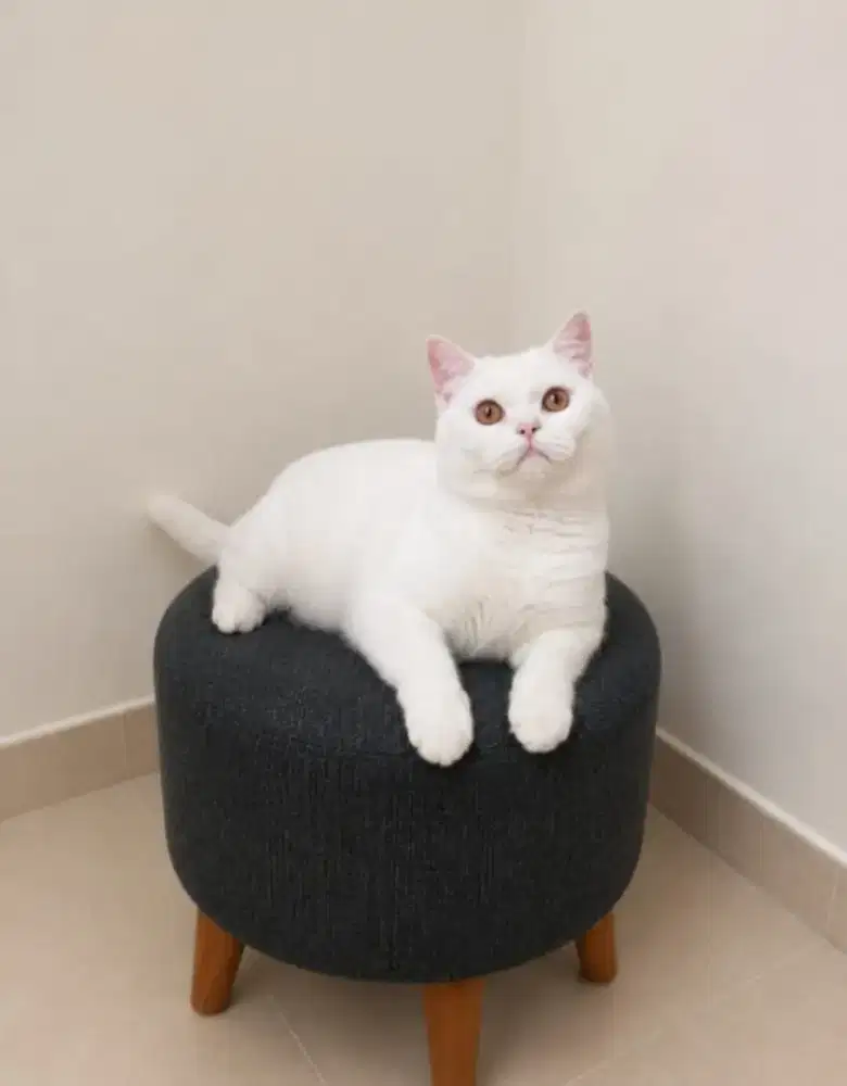 British shorthair betina proven