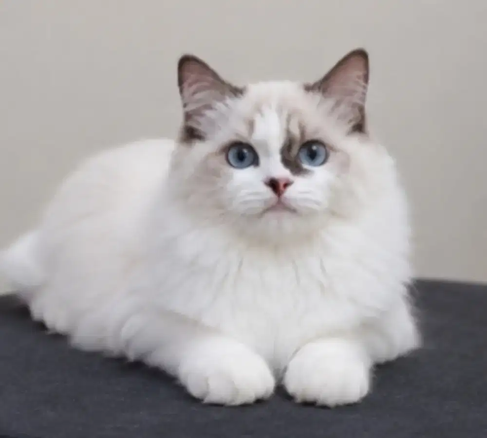 Ragdoll betina 5 bulan