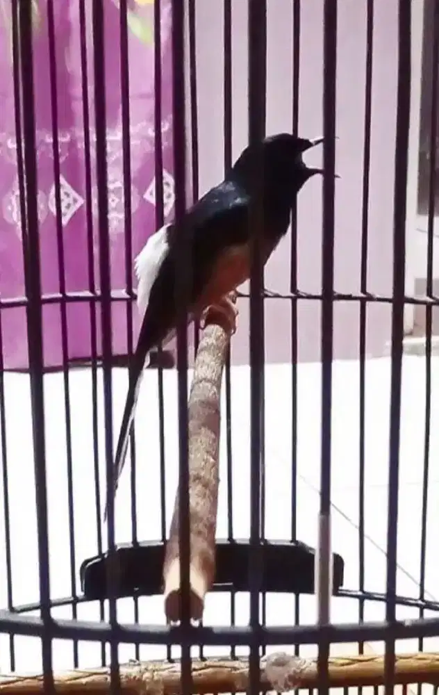 Burung murai gacor pastol