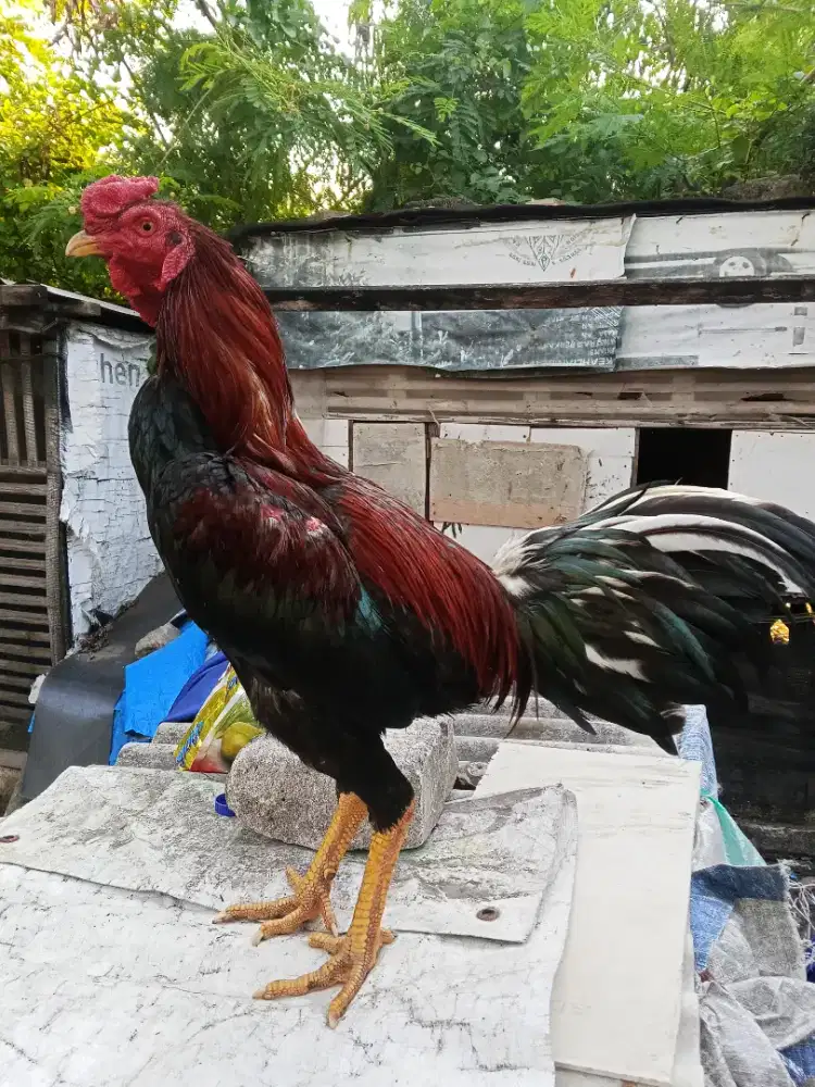 Ayam Bangkok 2D (shamokhoy x khoytrad)RJF