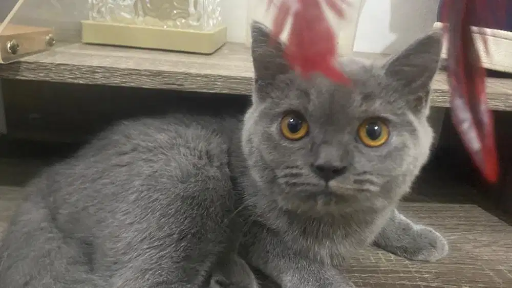 Kitten/Anak Kucing British Short Hair