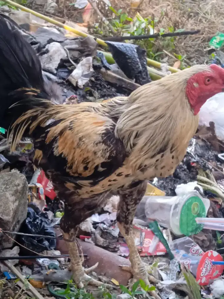 Mahar aja ayam bangkok