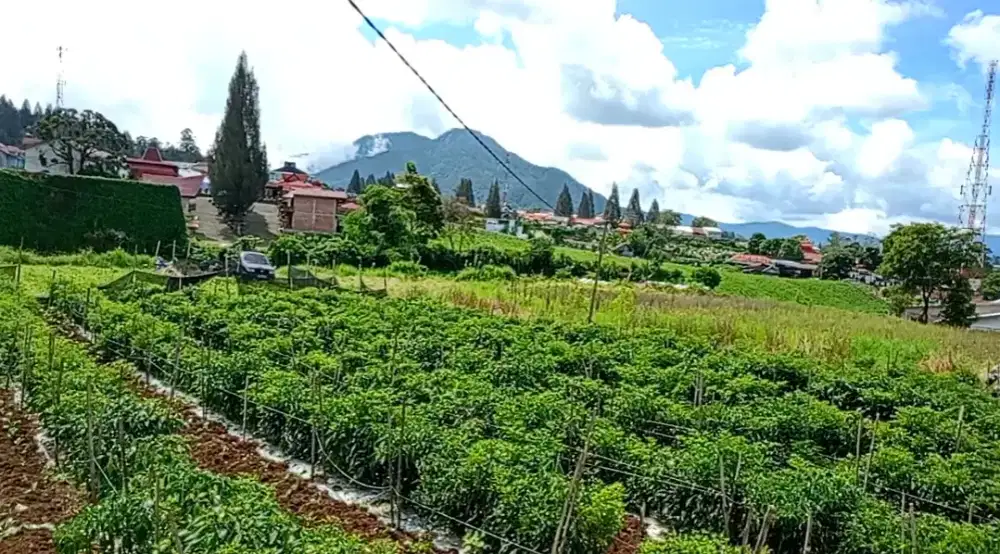 TANAH SHM DI BERASTAGI DAERAH PECEREN DIJUAL