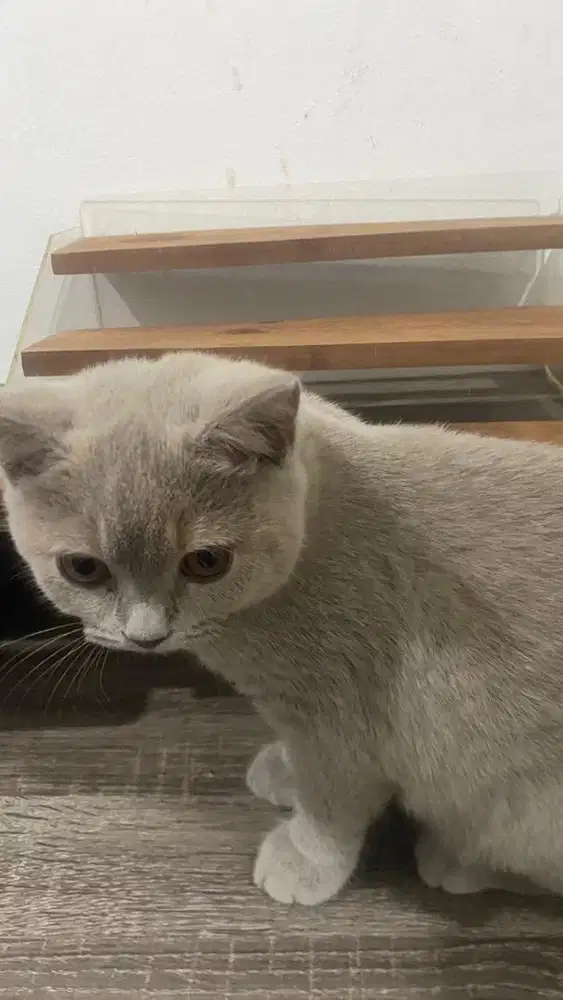 Kitten/Anak Kucing British Short Hair (BSH)