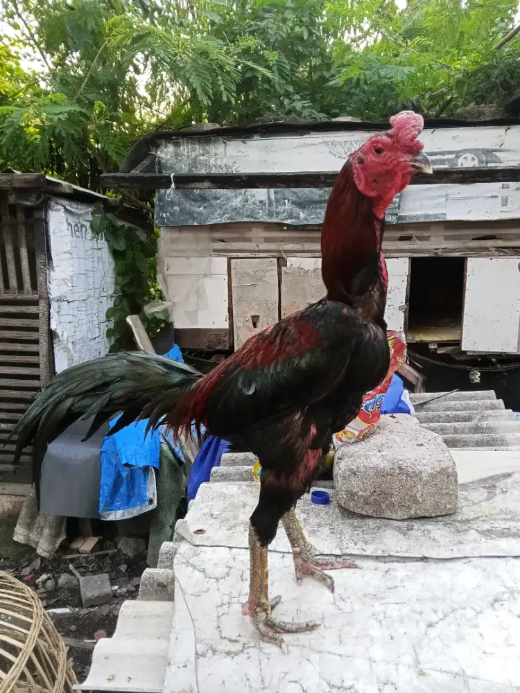Ayam Bangkok 2D (Ganoy x khoyngon)RJF