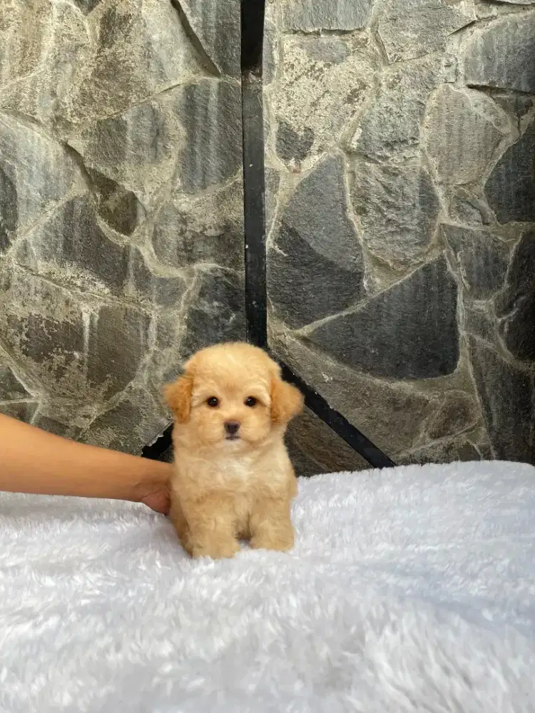 Tiny poodle apricot