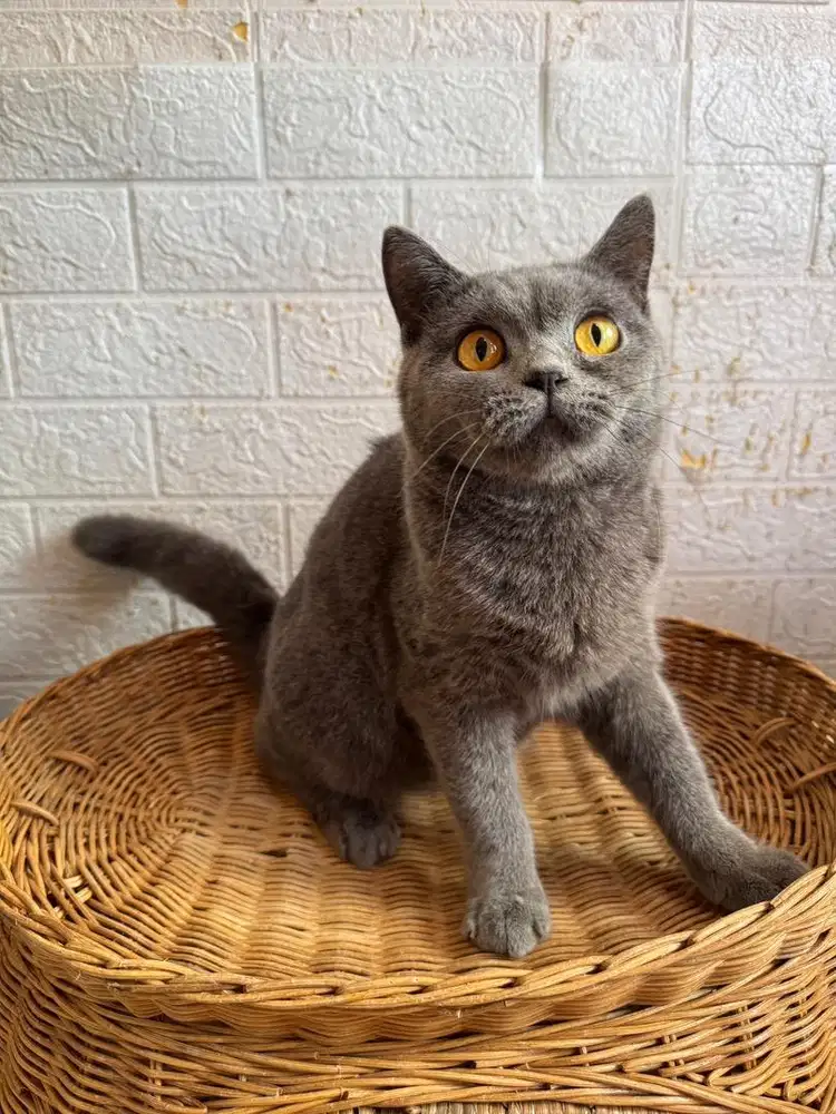 Kucing BSH Pedigree Jantan