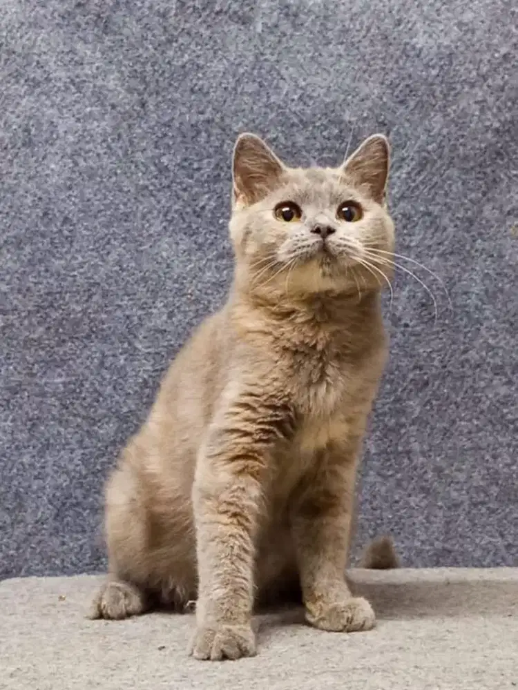 Lepas adopt Kucing mix bsh