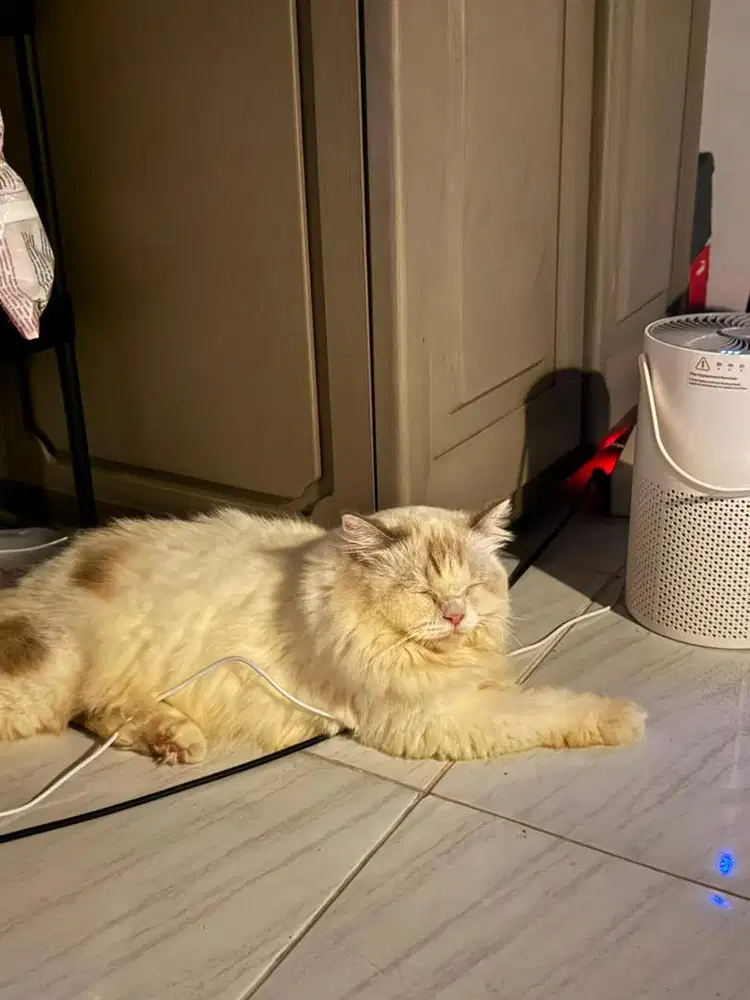 Kucing Ragdoll x Persia Jantan