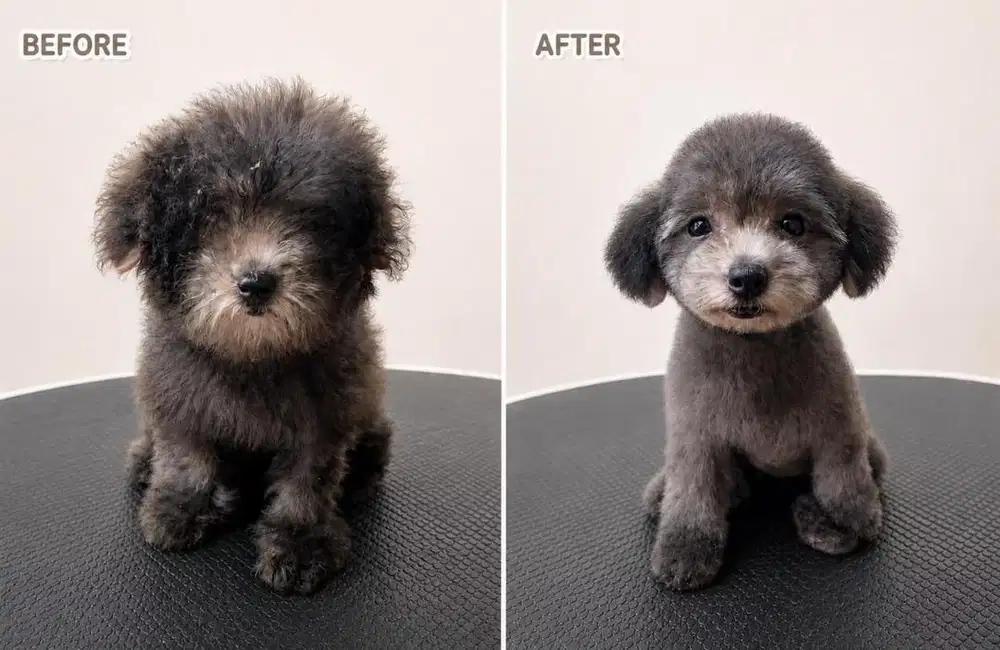 Dicari Groomer untuk grooming anjing dan kucing