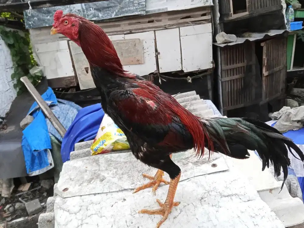 Ayam Bangkok 2D (khoytrad x pakhoy) RJF