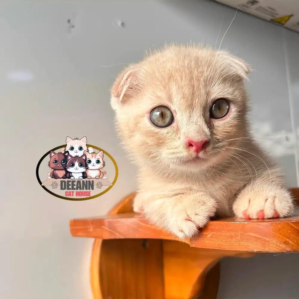 Kucing Munchkin Gaelic Fold