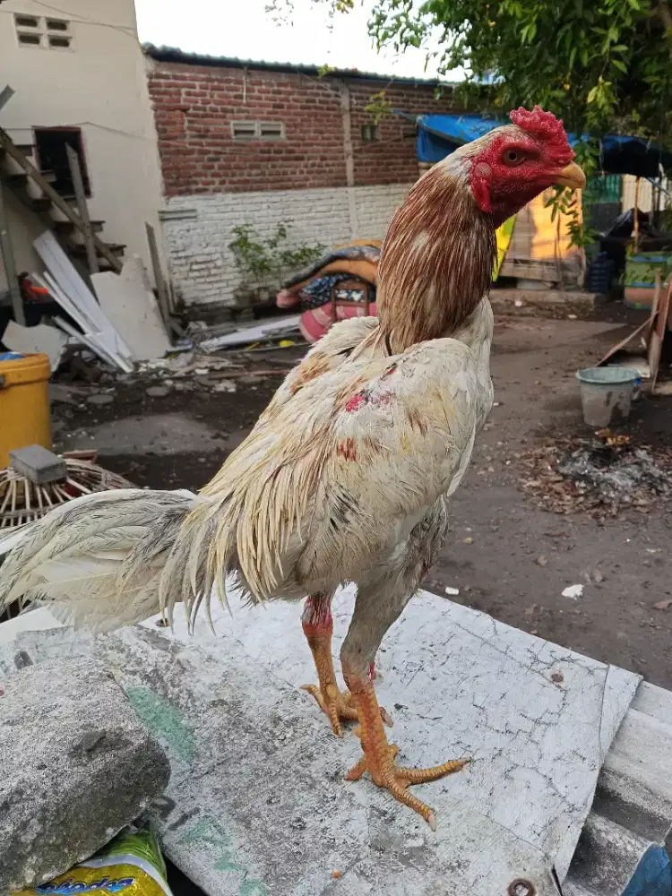 Ayam Bangkok 2D (pakhoy x plucker)RJF