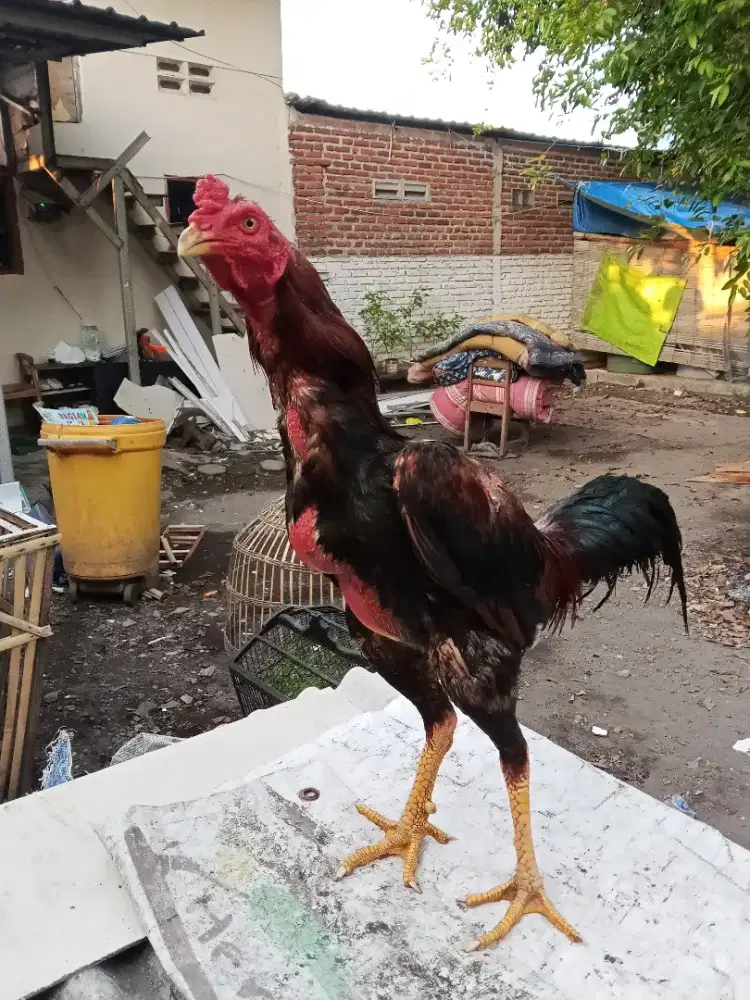 Ayam Bangkok 2D (BK selatan x pakhoy) RJF