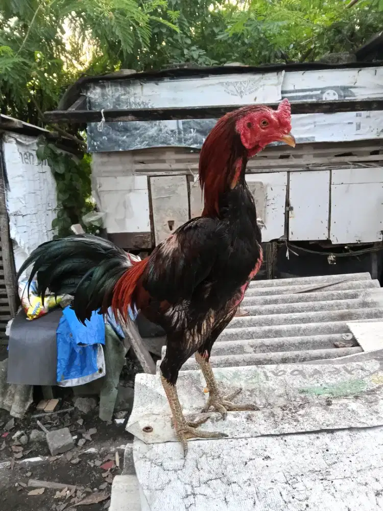 Ayam Bangkok 2D (Mangon yokere x khoytrad)RJF