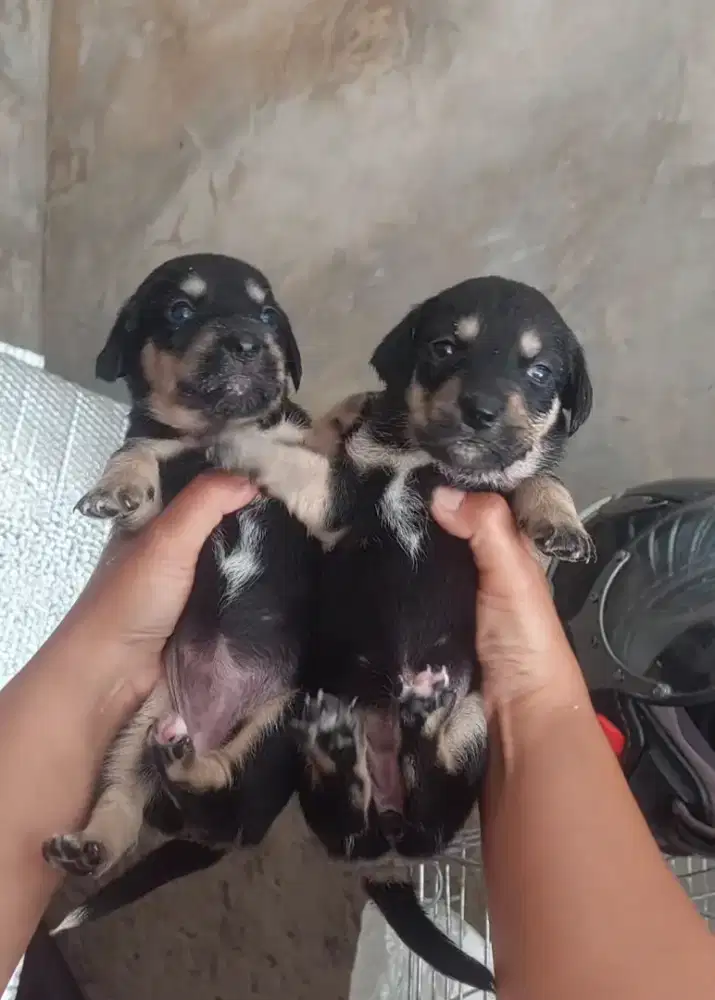 Anjing sosis/tekel/dachshund mix border collie