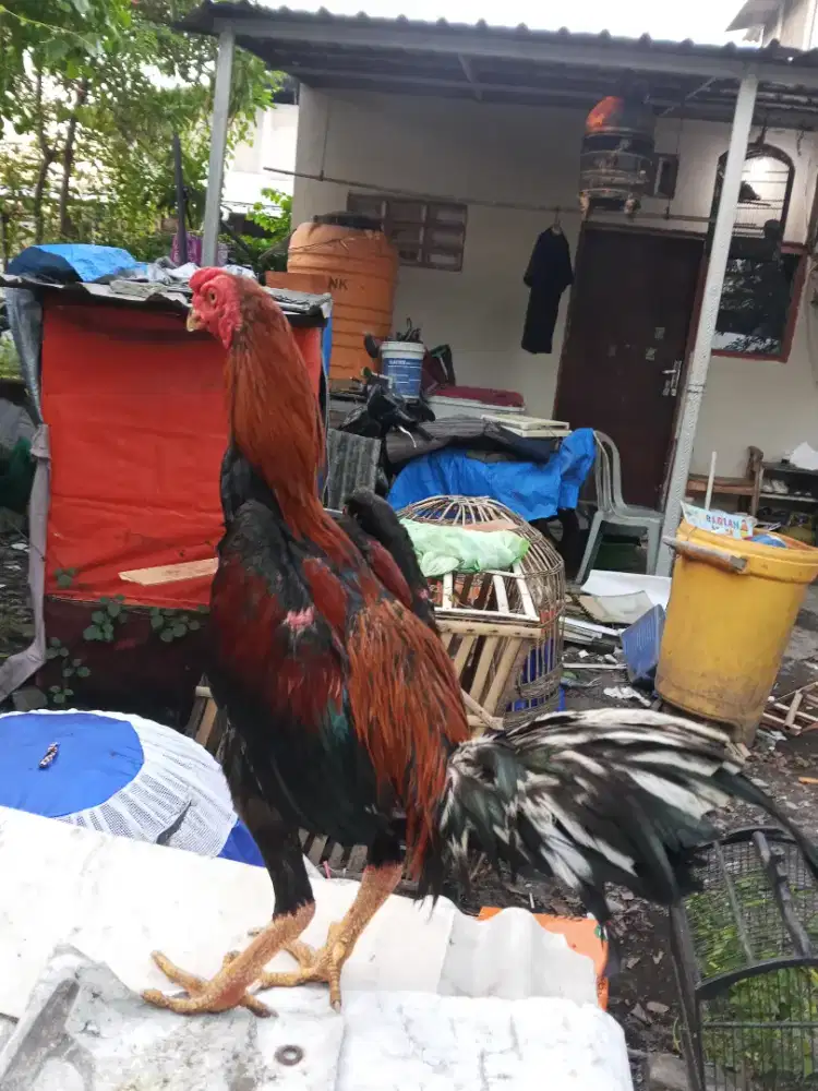 Ayam Bangkok 2D (khoyngon x khoytrad) RJF