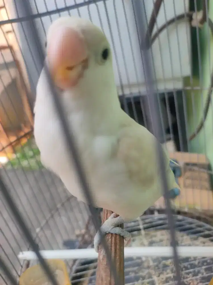 Lb Lovebird jinak
