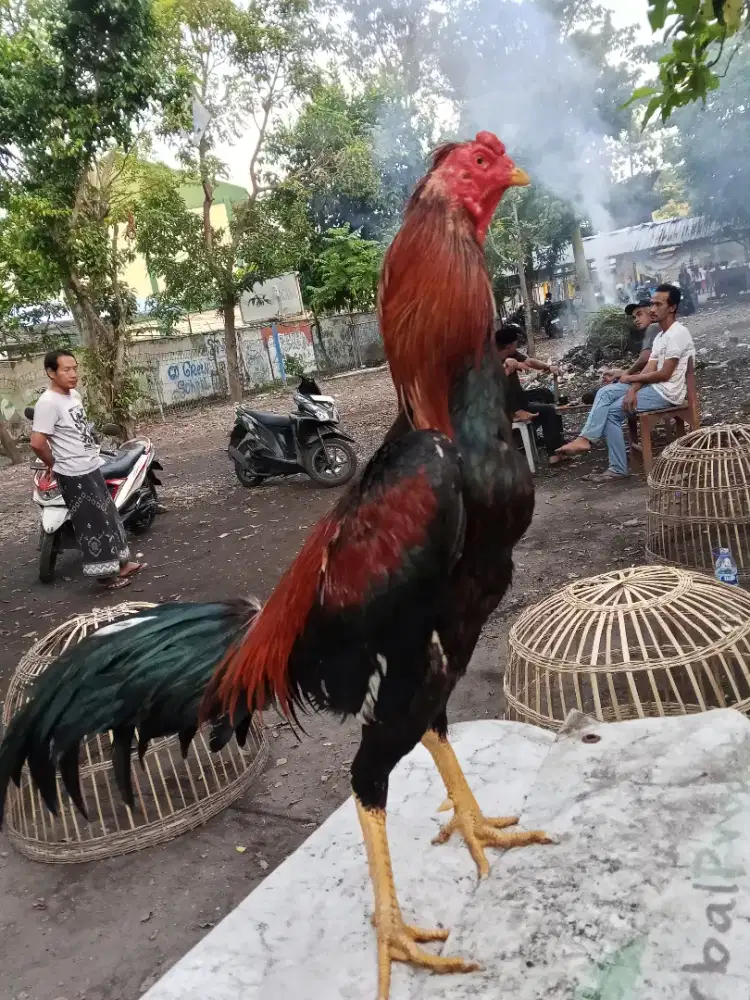 Ayam Bangkok 2D (pakhoy x khoyTRADngon)RJF