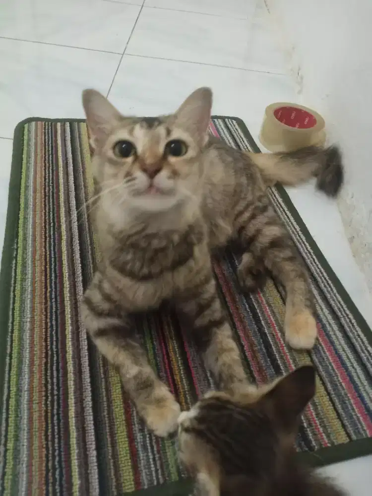 kucing mixdom betina free anak nya