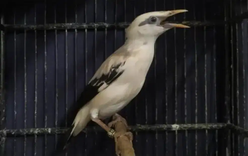 Jalak Hybrid JaBaHo (Bali x Hongkong)