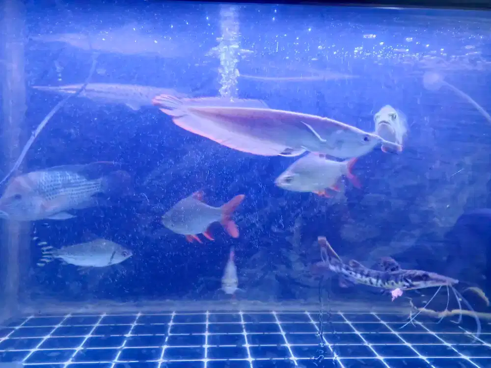 Aquarium dan predator fish