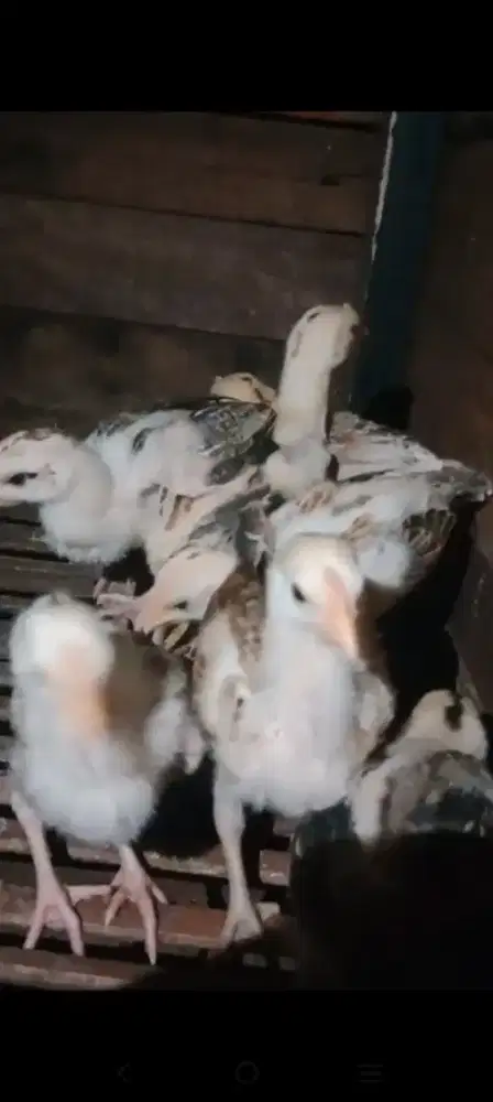 Pitik Ayam Pelung
