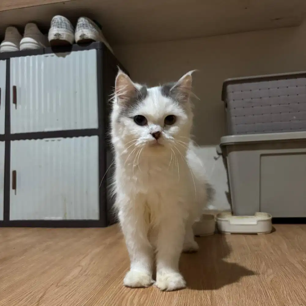 Kucing Persia odd eye dan BSH / sepasang