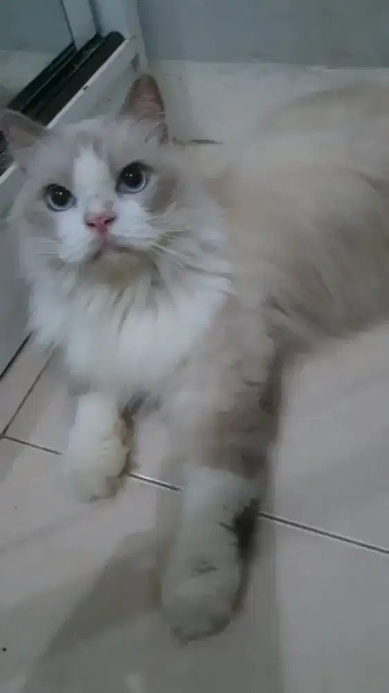 Ragdoll Blue Bicolour Male Dewasa